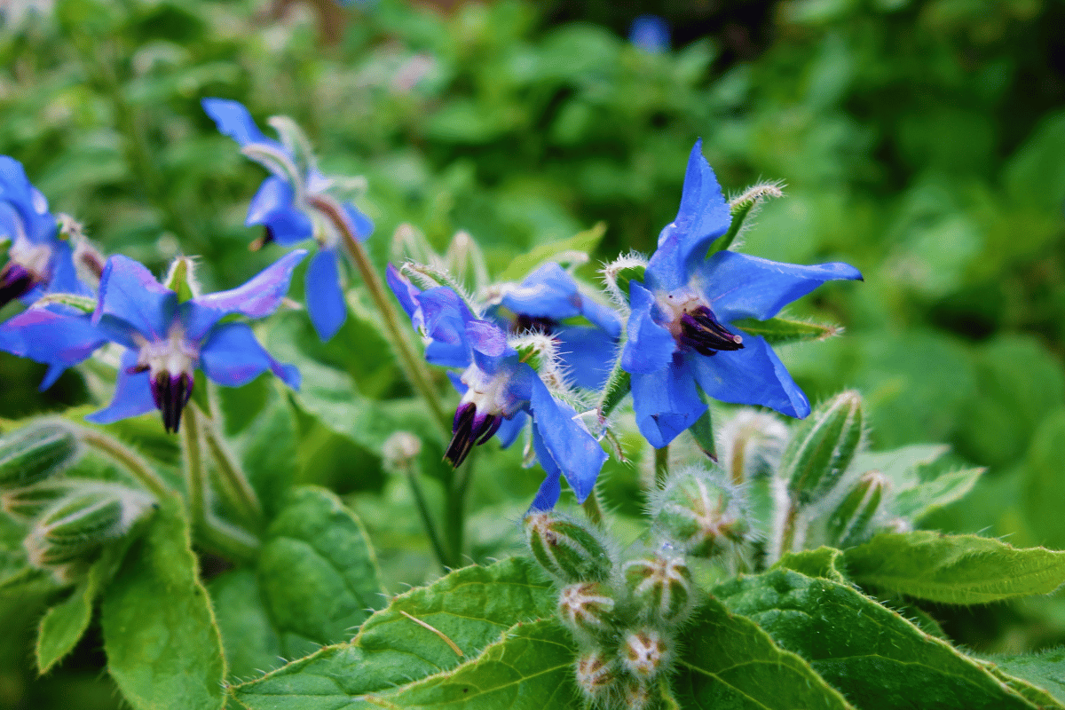 Borage (Borago officinalis).png